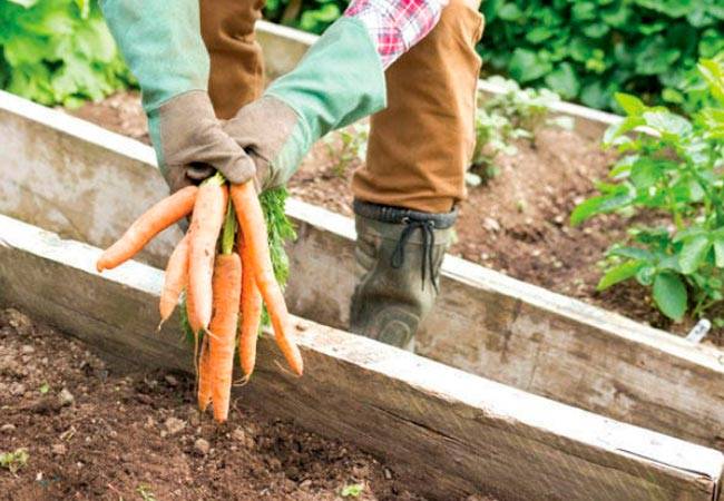 Когда лучше убирать морковь, и как правильно проводить уборку урожая
