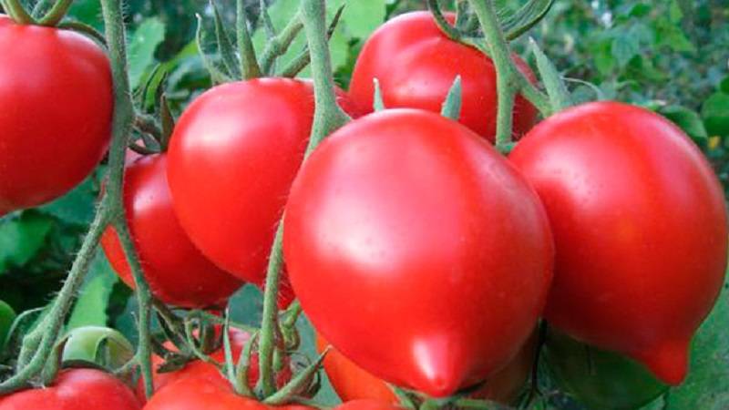Помидоры «хали-гали» (14 фото): описание, характеристика и урожайность сорта томатов, отзывы