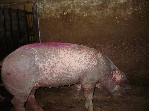 Пастереллез свиней: лечение, симптомы, профилактика