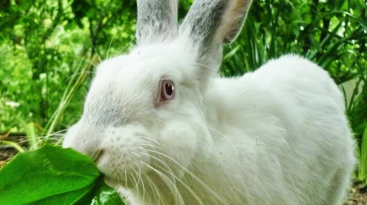 Какое зерно можно давать кроликам и как их кормить?