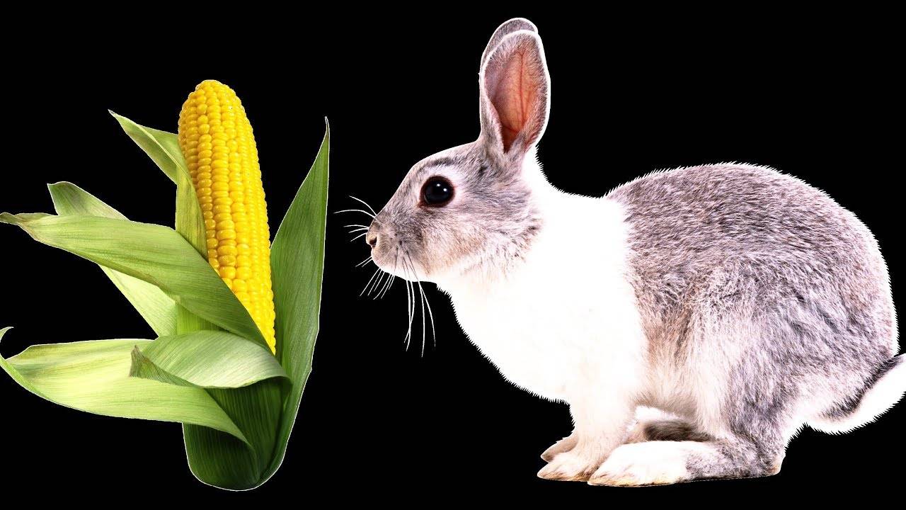 Описание и характеристика кроликов породы строкач, правила разведения