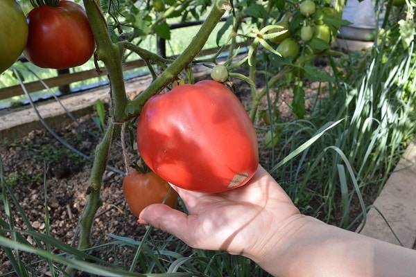 Описание сорта томата Пылающее сердце, характеристики и выращивание