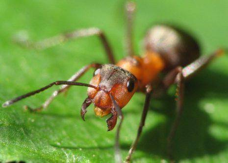 Что делать, если муравьи едят капусту, как избавиться от них