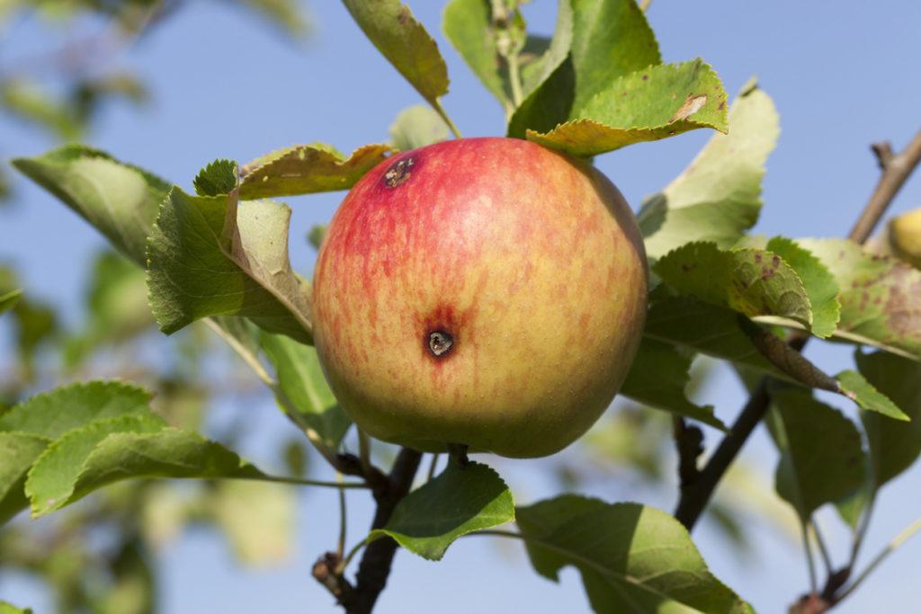 Как бороться с червивыми яблоками и когда опрыскивать, правила обработки