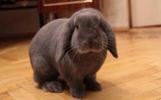 Правила ухода и содержания карликовых кроликов в домашних условиях