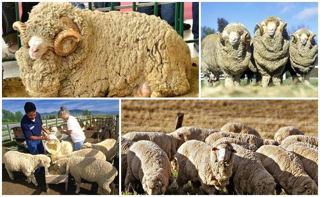 Основные правила кормления овец и баранов зимой: рекомендации по составлению рациона