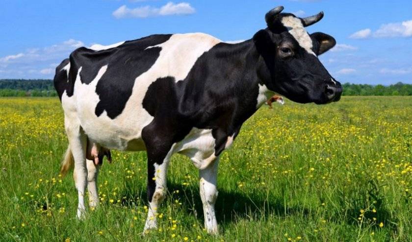 Причины появления выделений у коров после отёла