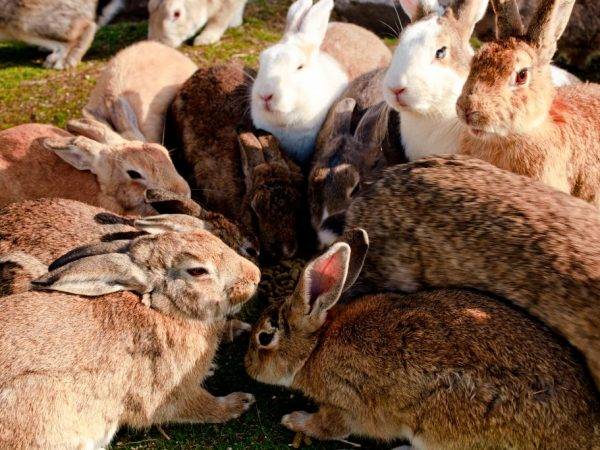 Особенности спаривания и случки кроликов