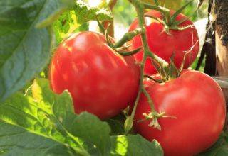 Сорт помидора «царь петр»: фото, отзывы, описание, характеристика, урожайность