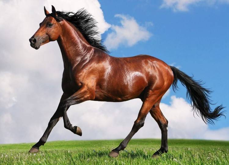 Как ездить на лошади: правила верховой езды