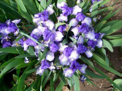 Цветы ирисы - особенности пасадки и ухода