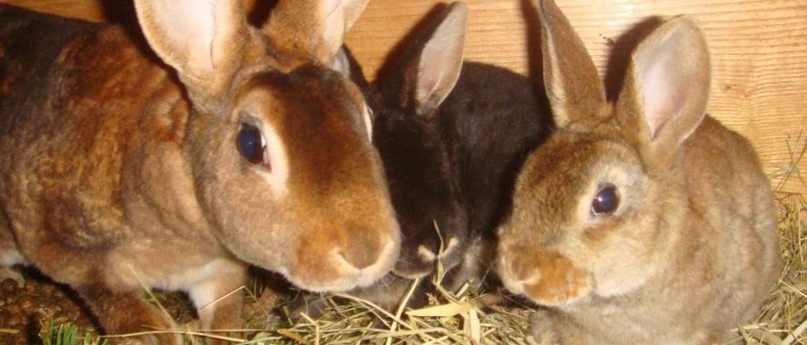 Болезни кроликов симптомы и лечение