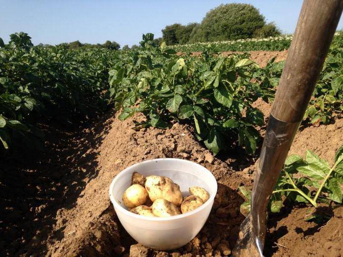 Как повысить урожайность картофеля на домашнем огороде (даче)