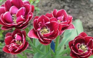 Описание 15 самых красивых сортов тюльпанов триумф
