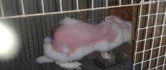 Болезни кроликов: причины, симптомы, лечение, профилактика