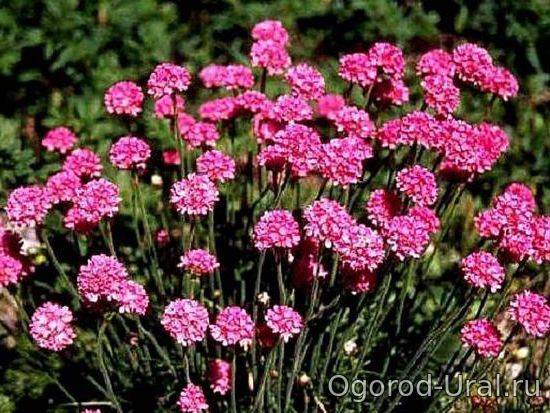 Растения и цветы-многолетники для альпийской горки