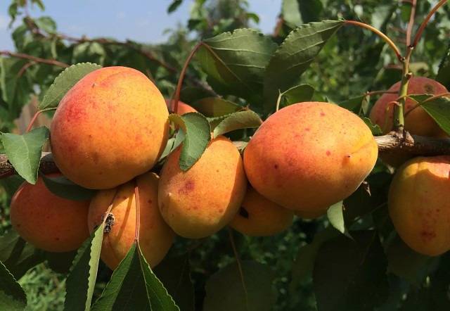 Описание и особенности выращивания абрикоса сорта медовый