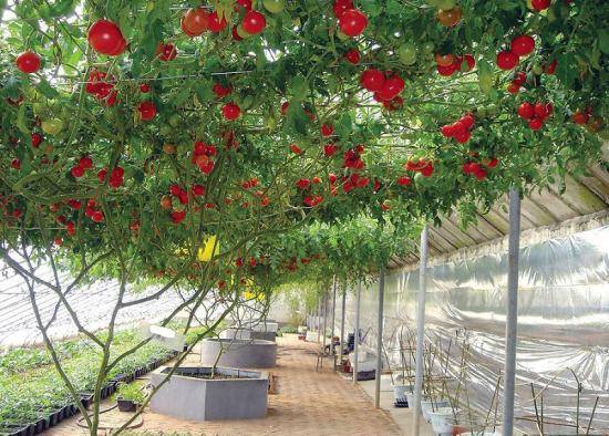 Как вырастить и ухаживать за помидорным деревом