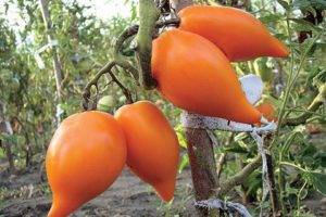 Томат намиб: описание и характеристика сорта, выращивание и уход с фото