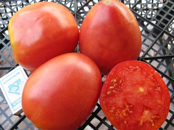 Гордость самарских огородников — томат сызранская роза: описание сорта и особенности выращивания