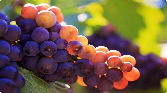 Вино из винограда Лидия: 7 лучших рецептов приготовления в домашних условиях
