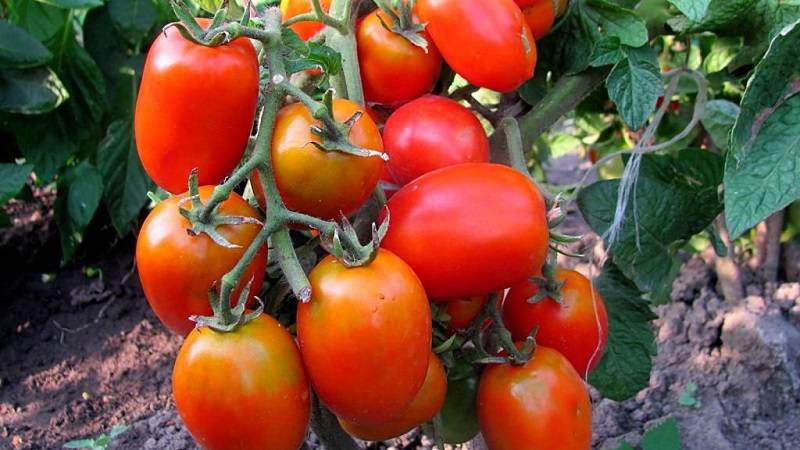Завораживающие внешним видом плоды-биколоры с потрясающим вкусом: томат «мечта алисы»