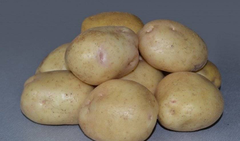 Описание сорта картофеля Джелли, особенности выращивания и урожайность