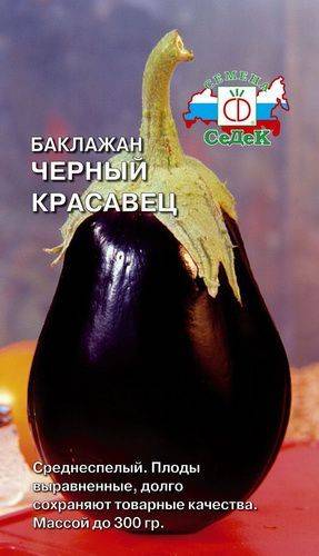 Баклажан черный красавец: характеристика сорта и 5 этапов выращивания