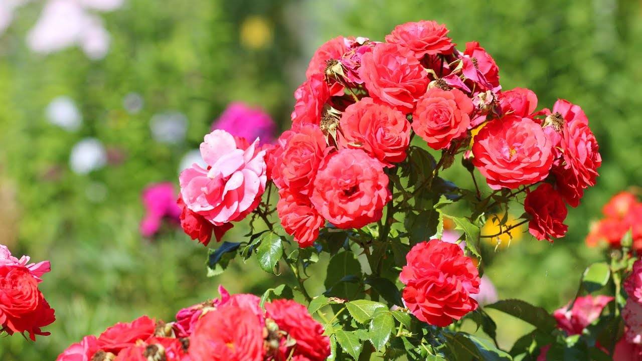 Розы спрей – посадка и уход в саду