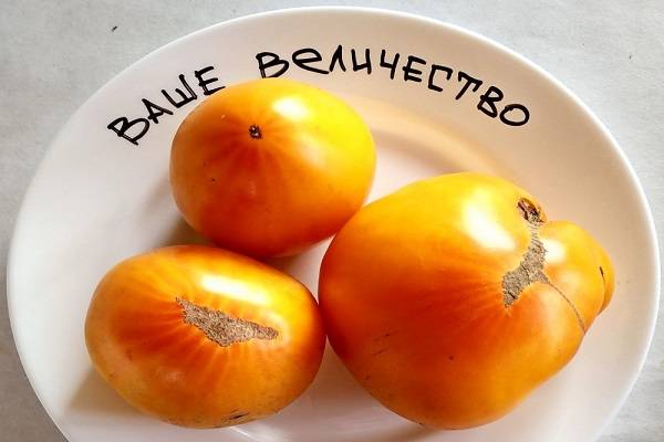 Описание сорта томата Аксиома f1, его преимущества и выращивание