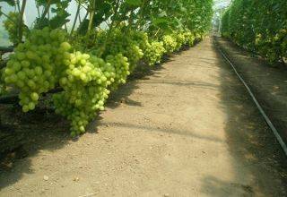 Правила посадки и выращивания винограда на урале