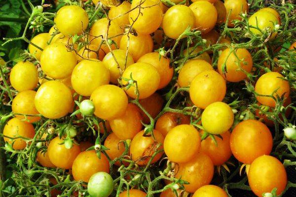 Симпатичный помидор, обитатель теплиц и балконов — томат «жемчужина жёлтая»