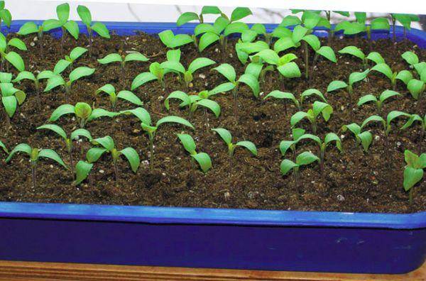 Как правильно вырастить малину из семян на рассаду в домашних условиях