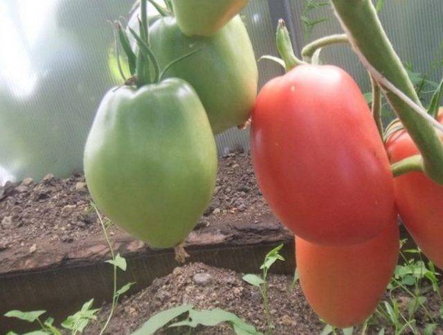 Минусинские томаты: что это такое и с чем это едят
