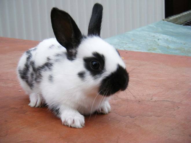 Цветной карлик — всем кроликам кролик