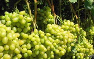 Подробное описание сорта винограда супер экстра – соответствует ли сорт своему названию?