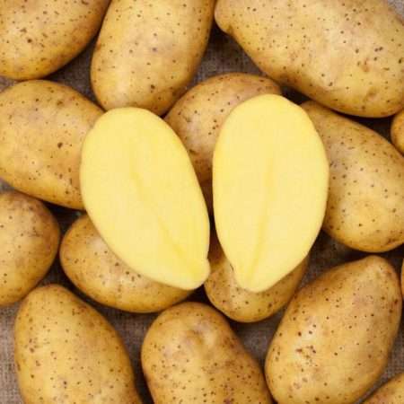 Сорт картофеля «джелли»: характеристика, описание, урожайность, отзывы и фото