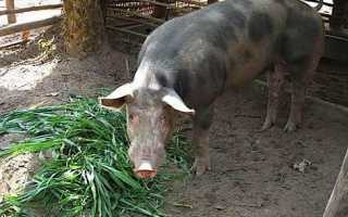 Какие препараты, витамины и гормоны давать для быстрого роста свиней