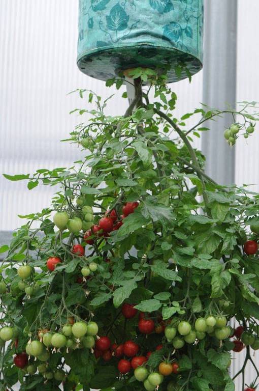 Выращивание помидоров вверх ногами