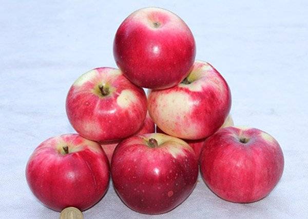 Старинный крупноплодный сорт яблони апорт кроваво-красный