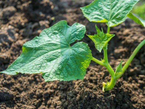 Сажаем огурцы семенами в открытый грунт: сроки в 2020 году, правила посева и выращивания