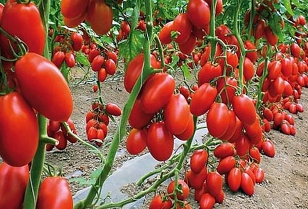 Описание сорта томата Баловень судьбы и правила выращивания