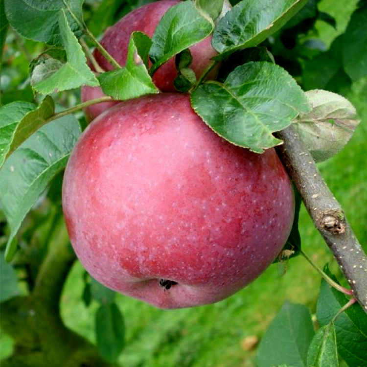 Описание и характеристика сорта яблони лобо