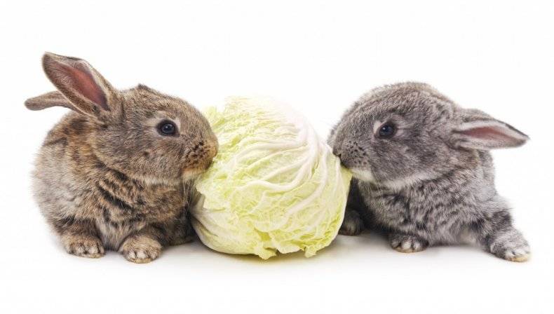 Что можно давать кроликам?
