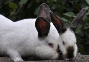 Как правильно подстричь когти кролику в домашних условиях: разбираемся вместе