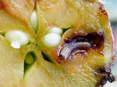 Обработка яблони от болезней и вредителей