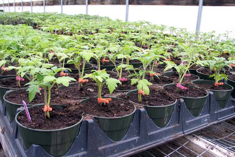 Рассада помидор в домашних условиях: как посеять и вырастить здоровую рассаду томатов