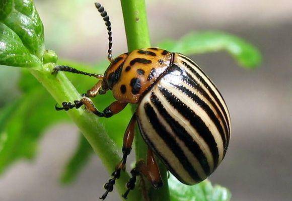Средство от колорадского жука жукоед: инструкция по применению