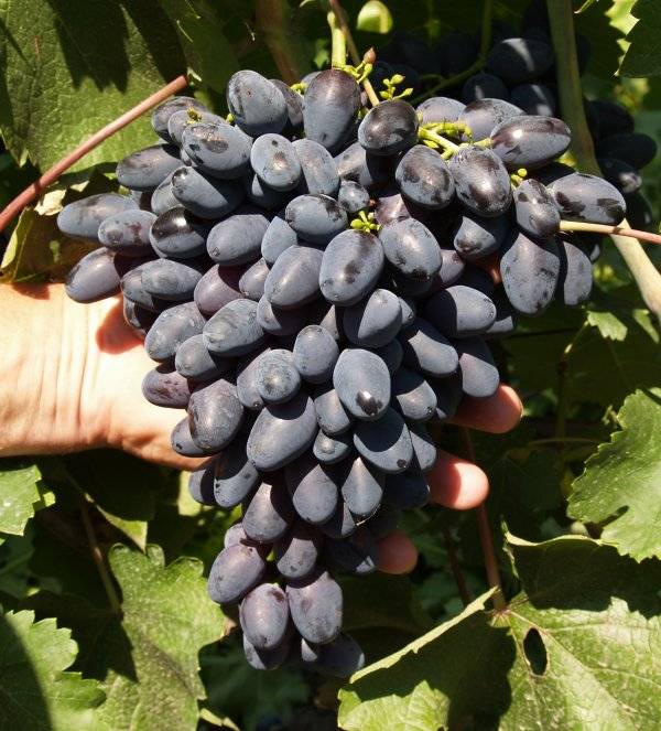 Описание винограда сорта Зарево, правила посадки и выращивания