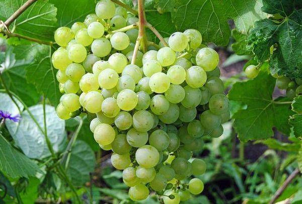 Особенности посадки и выращивания винограда в подмосковье